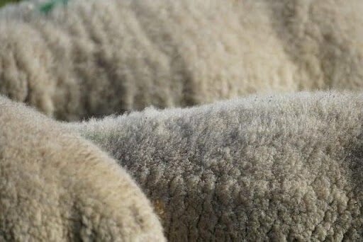 Why Wool Rugs Are Worth the Added Cost